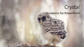  Presentation with judicial branch - Colorful slides enhanced with baby barsa - barred owlet perches backdrop and a soft green colored foreground