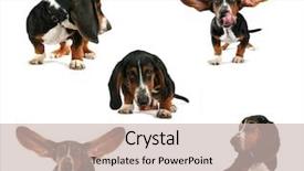  Presentation with basset hound - Audience pleasing presentation theme consisting of baby basset hound group on a white background backdrop and a soft green colored foreground