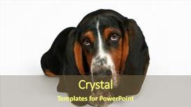  Presentation with basset hound - Cool new PPT theme with baby basset hound lying down backdrop and a tawny brown colored foreground