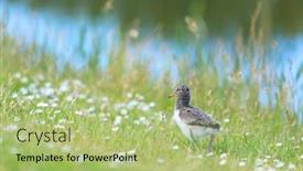  Presentation with oyster - Slide deck featuring baby-bird-eurasian-oyster-catcher background and a mint green colored foreground