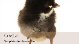  Presentation with black baby - Colorful presentation theme enhanced with baby birds - beautiful black little chicken isolated backdrop and a  colored foreground
