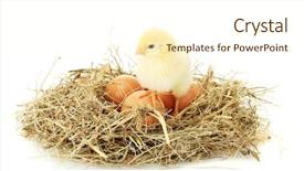  Presentation with chicken - Slide set featuring baby birds - beautiful little chicken and eggs background and a cream colored foreground