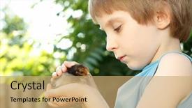  Presentation with chiken - Amazing slide deck having baby birds - boy cute hugs chiken backdrop and a coral colored foreground