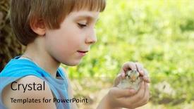  Presentation with chiken - Slides featuring baby birds - boy cute hugs chiken background and a coral colored foreground
