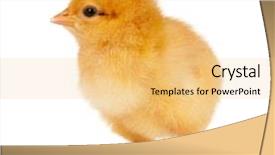  Presentation with cute baby - Colorful theme enhanced with baby birds - cute little chicken isolated backdrop and a yellow colored foreground