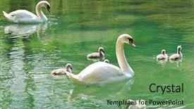  Presentation with family prayer jesus - PPT layouts with baby birds - family of swans background and a seafoam green colored foreground