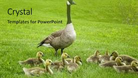  Presentation with birds - Slides featuring baby birds - goose family time background and a yellow colored foreground
