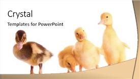  Presentation with abstract yellow gold and white - Theme featuring baby birds - little yellow ducklings isolated background and a white colored foreground
