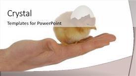  Presentation with chick - Colorful slide set enhanced with baby birds - newborn chick - hand holding backdrop and a white colored foreground