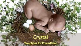  Presentation with bird eggs - Cool new presentation theme with baby birds - newborn sleeping atop bird nest backdrop and a tawny brown colored foreground