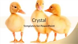  Presentation with three - Cool new presentation theme with baby birds - three duckling isolated on white backdrop and a blonde colored foreground