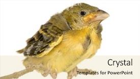  Presentation with village - Presentation theme having baby birds - young village weaver in front background and a blonde colored foreground