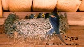  Presentation with swallow - Beautiful presentation theme featuring baby birds in a nest backdrop and a coral colored foreground