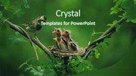  Presentation with bird - Audience pleasing slides consisting of baby birds in the nature backdrop and a forest green colored foreground