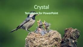  Presentation with bird - PPT theme with baby birds in the nature background and a tawny brown colored foreground