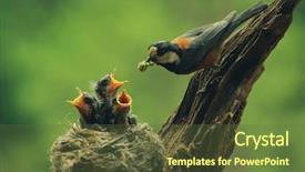  Presentation with bird - PPT layouts enhanced with baby birds in the nature background and a tawny brown colored foreground