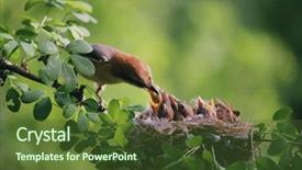  Presentation with birds - PPT theme with baby birds in the nature background and a tawny brown colored foreground