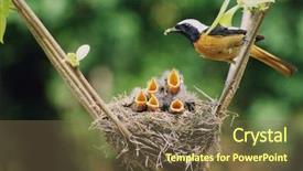  Presentation with birds - Presentation theme with baby birds in the nature background and a tawny brown colored foreground
