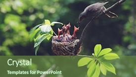  Presentation with birds - Slide deck consisting of baby birds in the nature background and a tawny brown colored foreground