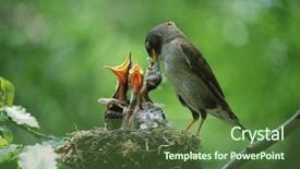  Presentation with nature animals birds - PPT layouts with baby birds in the nature background and a tawny brown colored foreground