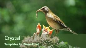  Presentation with birds - PPT theme having baby birds in the nature background and a tawny brown colored foreground
