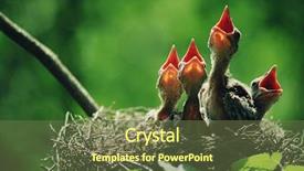  Presentation with bird - Slide set featuring baby birds background and a tawny brown colored foreground