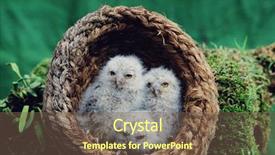  Presentation with 2d echo of the baby - Slides having baby birds background and a tawny brown colored foreground