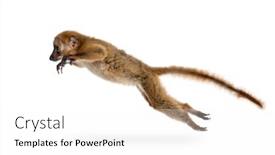  Presentation with lemur - Amazing PPT theme having baby-blue-eyed-black-lemur backdrop and a white colored foreground