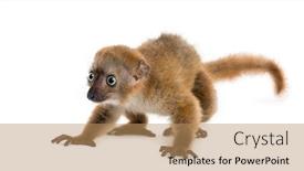  Presentation with lemur - Presentation theme having baby-blue-eyed-black-lemur background and a coral colored foreground
