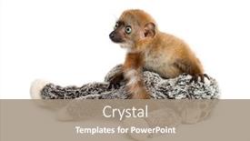  Presentation with lemur - Beautiful PPT theme featuring baby-blue-eyed-black-lemur backdrop and a coral colored foreground