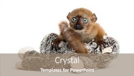  Presentation with lemur - Slides with baby-blue-eyed-black-lemur background and a coral colored foreground
