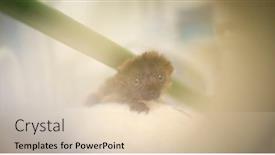  Presentation with incubator baby - Slides having baby-blue-eyed-black-lemur background and a lemonade colored foreground