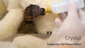  Presentation with baby intensive care - Theme having baby-blue-eyed-black-lemur background and a coral colored foreground