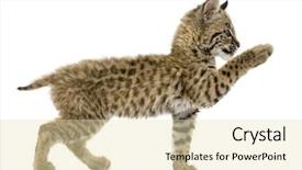  Presentation with baby - Amazing presentation theme having baby bobcat reaching out isolated backdrop and a lemonade colored foreground