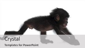  Presentation with old crumpled paper violence against women - PPT theme featuring baby bonobo pan paniscus 4 background and a light gray colored foreground