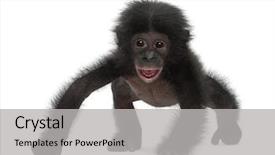  Presentation with bonobo monkey - Presentation theme consisting of baby bonobo pan paniscus 4 background and a light gray colored foreground