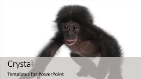  Presentation with bonobo monkey - Amazing presentation theme having baby bonobo pan paniscus 4 backdrop and a light gray colored foreground
