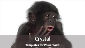  Presentation with bonobo monkey - Presentation theme with baby bonobo pan paniscus 4 background and a dark gray colored foreground