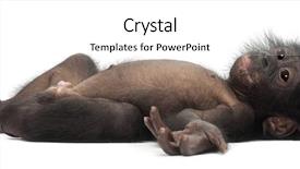  Presentation with bonobo monkey - Amazing PPT theme having baby bonobo pan paniscus 4 backdrop and a cream colored foreground