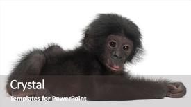  Presentation with bonobo monkey - Beautiful presentation theme featuring baby bonobo pan paniscus 4 backdrop and a dark gray colored foreground