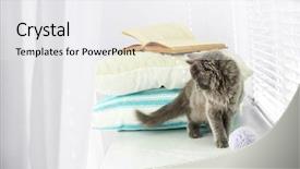  Presentation with kitten - Audience pleasing slide deck consisting of baby book animals - cute gray kitten on windowsill backdrop and a  colored foreground