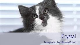  Presentation with kitten - Amazing slide deck having baby book animals - cute gray kitten on windowsill backdrop and a  colored foreground