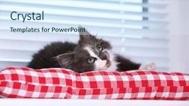  Presentation with gray - PPT layouts with baby book animals - cute gray kitten on windowsill background and a  colored foreground