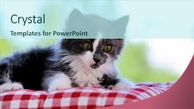  Presentation with kitten - Colorful theme enhanced with baby book animals - cute gray kitten on windowsill backdrop and a  colored foreground