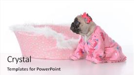  Presentation with free dog - Amazing PPT layouts having baby book animals - french bulldog puppy backdrop and a  colored foreground