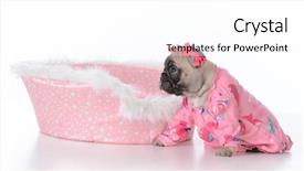  Presentation with free dog - Beautiful slides featuring baby book animals - french bulldog puppy backdrop and a  colored foreground