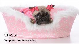  Presentation with baby animals - Presentation enhanced with baby book animals - french bulldog puppy background and a  colored foreground