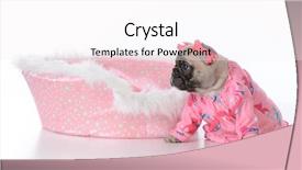  Presentation with puppy - Audience pleasing theme consisting of baby book animals - french bulldog puppy backdrop and a  colored foreground