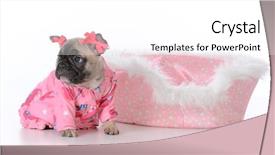  Presentation with cute christmas pug puppy dog - Beautiful presentation featuring baby book animals - french bulldog puppy backdrop and a  colored foreground