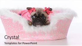  Presentation with puppy - PPT layouts enhanced with baby book animals - french bulldog puppy background and a lemonade colored foreground